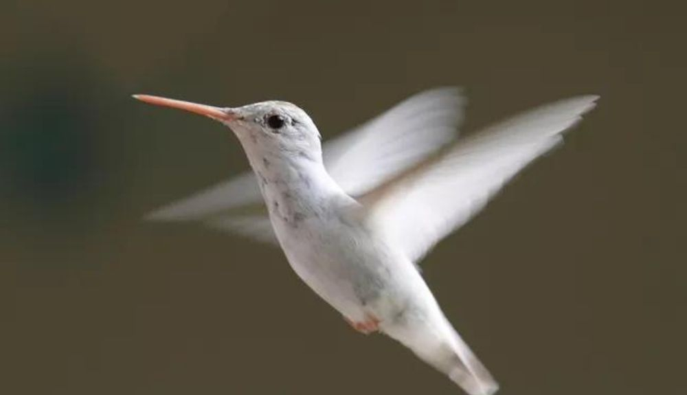 Un colibrí albino es difícil de observar. Un colibrí albino es difícil de observar.