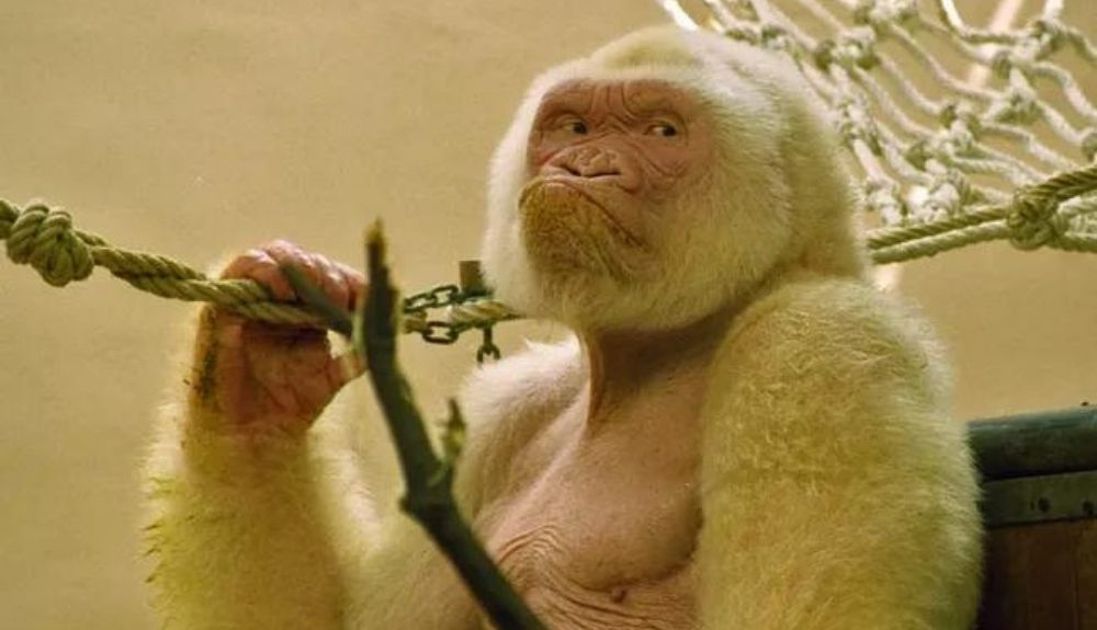 Copito de nieve vivió en el zoológico de Barcelona hasta 2003. Copito de nieve vivió en el zoológico de Barcelona hasta 2003.