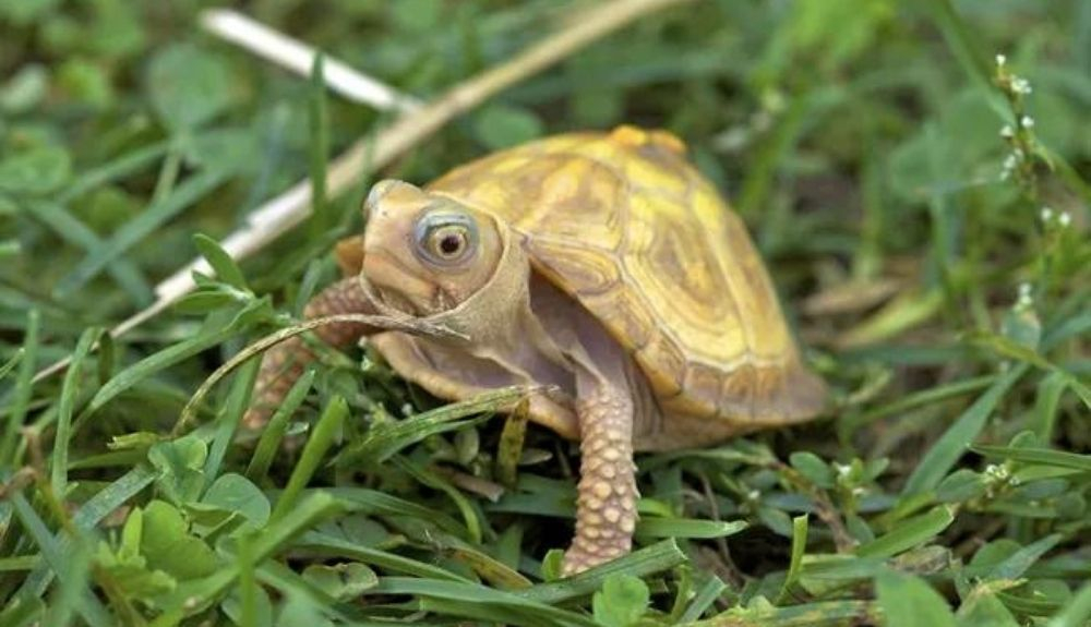 El nacimiento de una tortuga albina es extremadamente raro. El nacimiento de una tortuga albina es extremadamente raro.