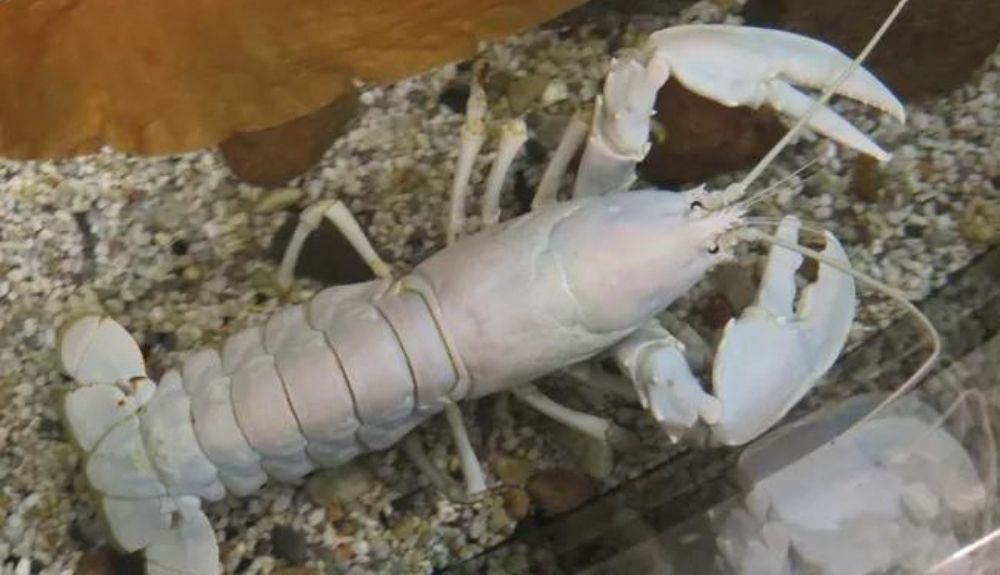 Las langostas albinas se salvaron de la olla. Las langostas albinas se salvaron de la olla.
