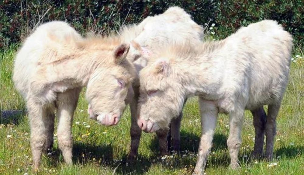 Casi toda la población de burros de Asinara es albina. Casi toda la población de burros de Asinara es albina.
