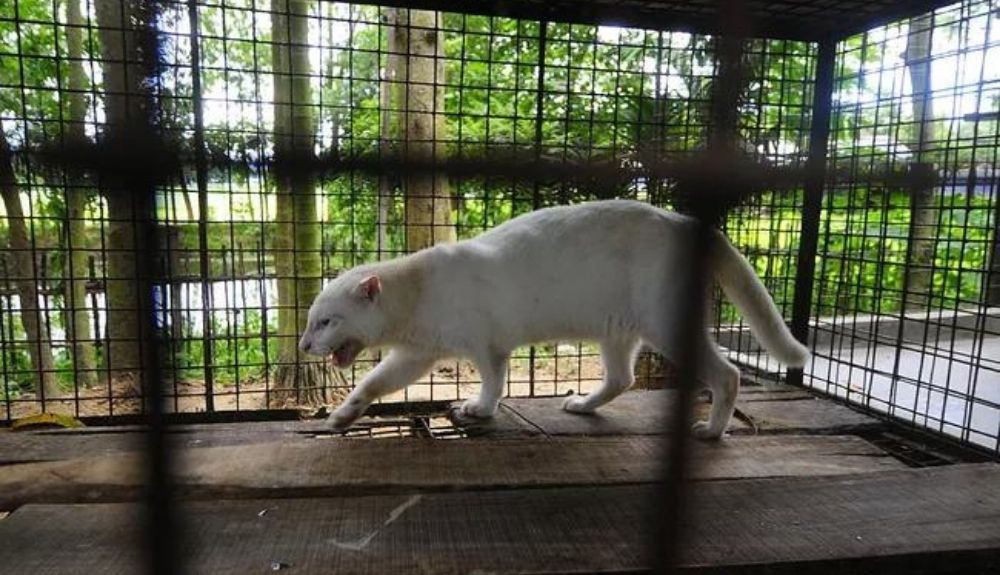 Los gatos pescadores albinos podrían tener una población en Bangladesh. Los gatos pescadores albinos podrían tener una población en Bangladesh.