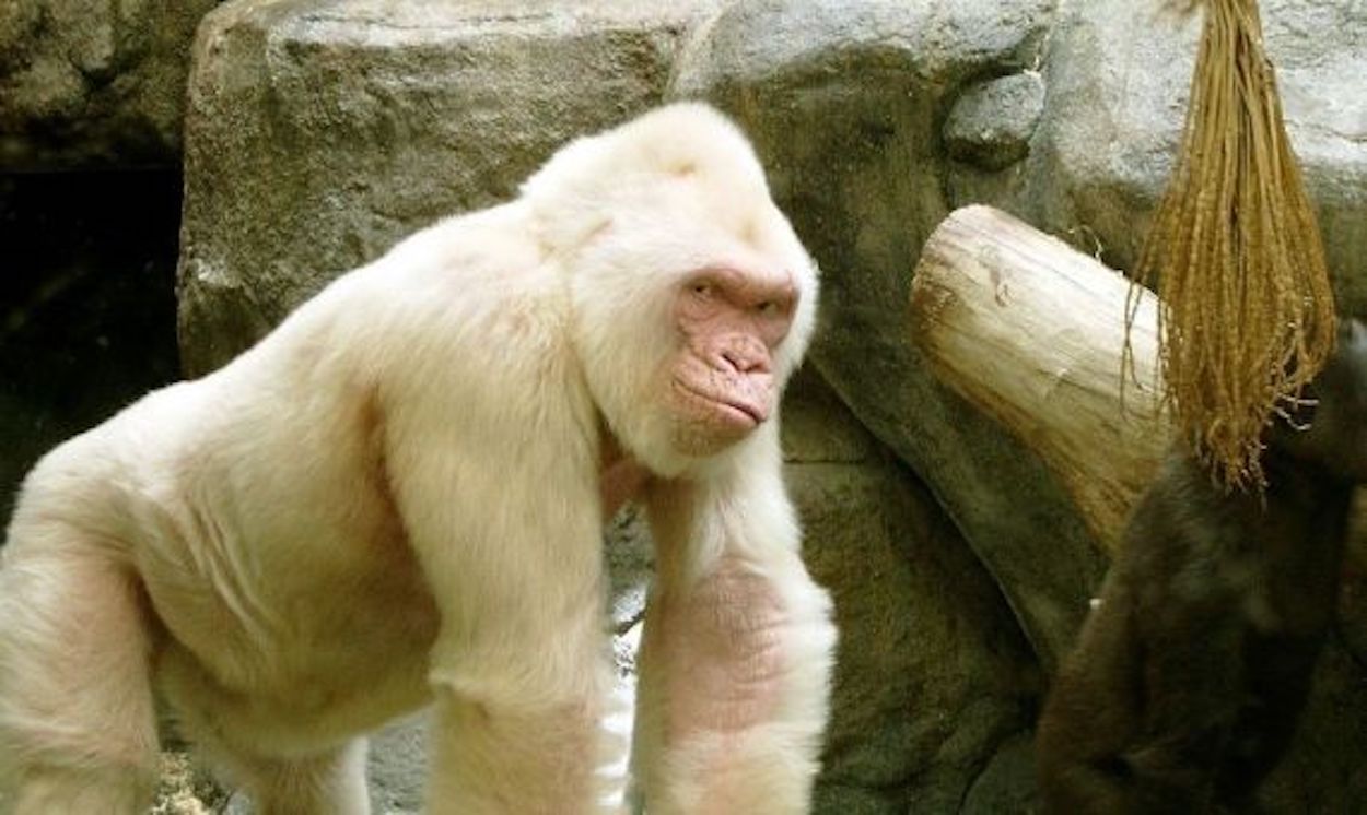 Copito de nieve fue uno de los animales albinos más conocidos del mundo.