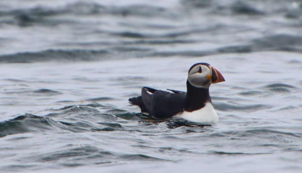 El frailecillo vive en el mar, pero cuando llega el clima primaveral se dirige a tierra. El frailecillo vive en el mar, pero cuando llega el clima primaveral se dirige a tierra.