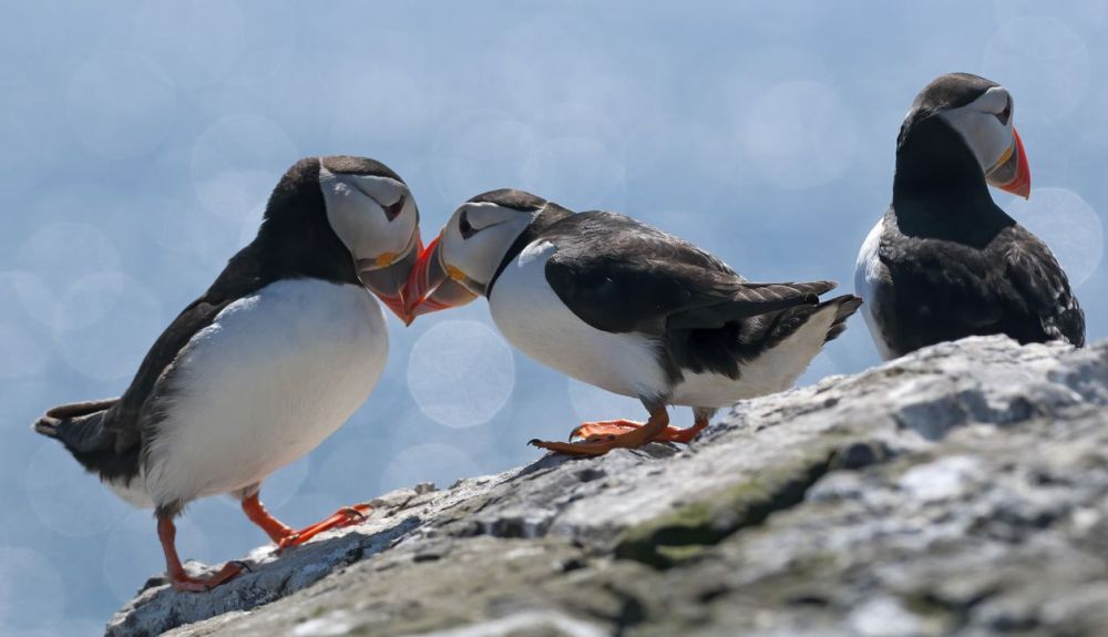 La mayoría de los frailecillos elige Islandia para el cortejo. La mayoría de los frailecillos elige Islandia para el cortejo.