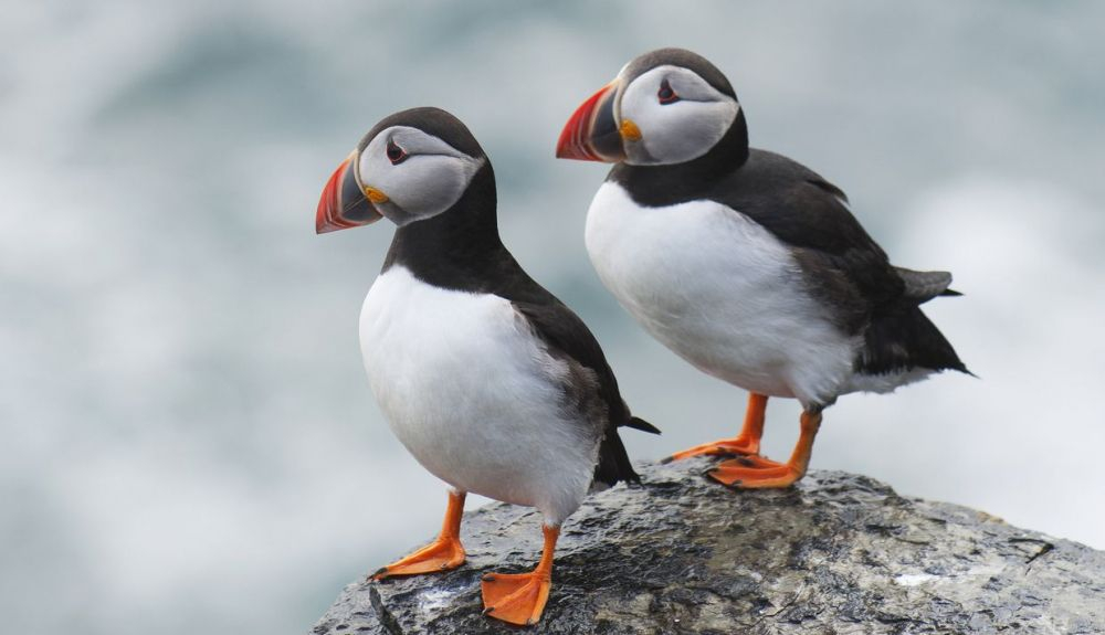 Los frailecillos, al igual que los pingüinos, son monógamos. Los frailecillos, al igual que los pingüinos, son monógamos.
