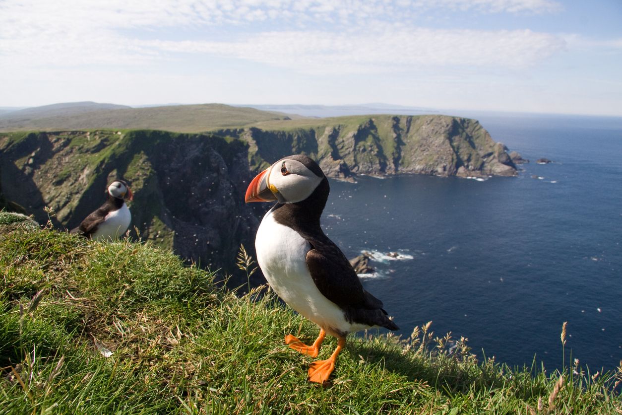 El frailecillo es un ave que habita en la costa de Islandia.