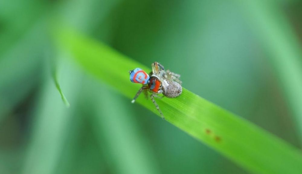 Araña saltarina apareándose. Araña saltarina apareándose.