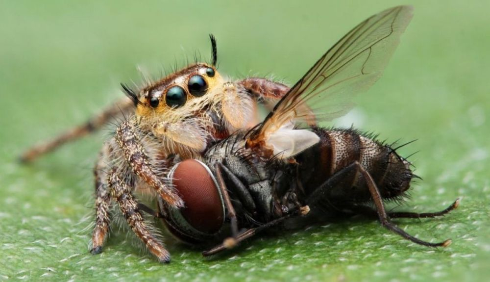 Una araña saltadora devora una mosca. Una araña saltadora devora una mosca.