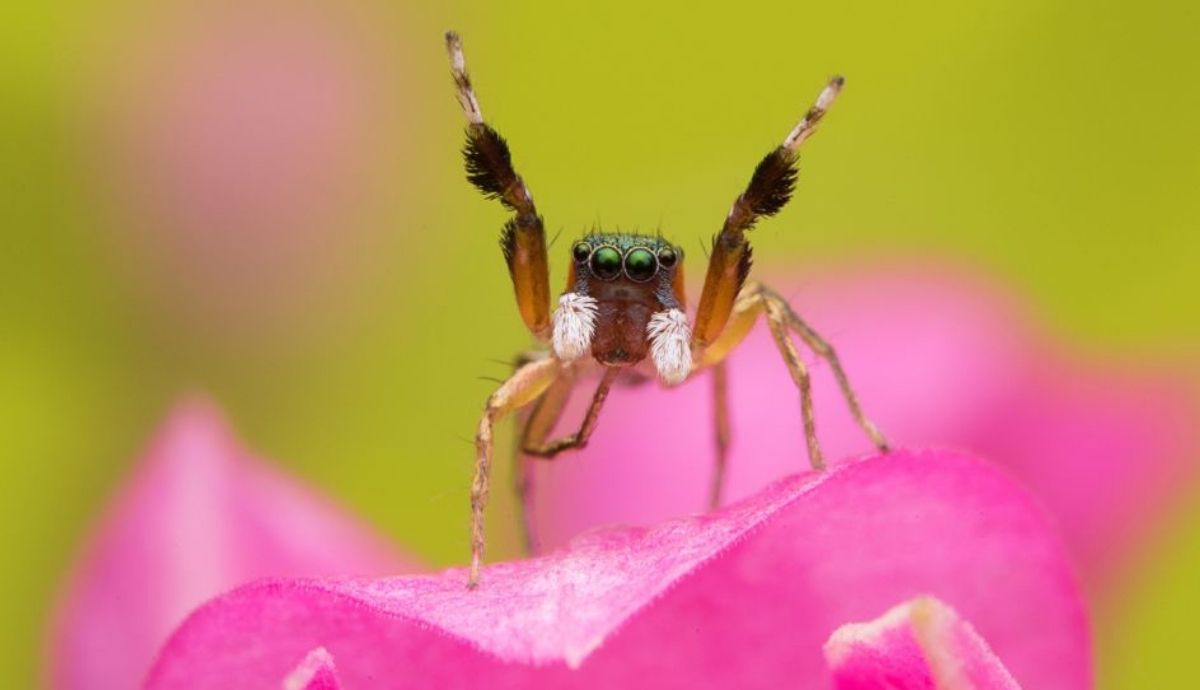 Las arañas saltarinas son un grupo diverso. Algunas son monótonas, mientras que otras lucen una deslumbrante variedad de colores y patrones.