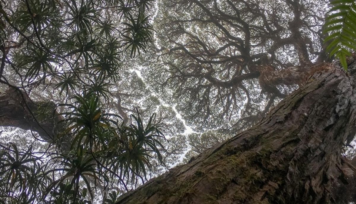 Las selvas tropicales de Australia son algunas de las más antiguas del mundo.