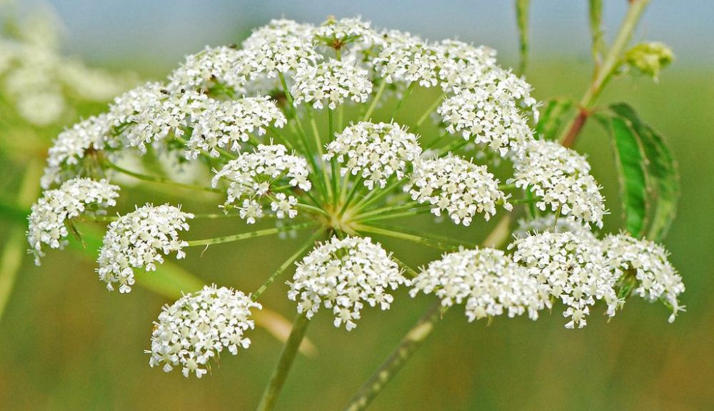 La cicuta maculata se considera una de las plantas más tóxicas de Amércia del Norte. La cicuta maculata se considera una de las plantas más tóxicas de Amércia del Norte.