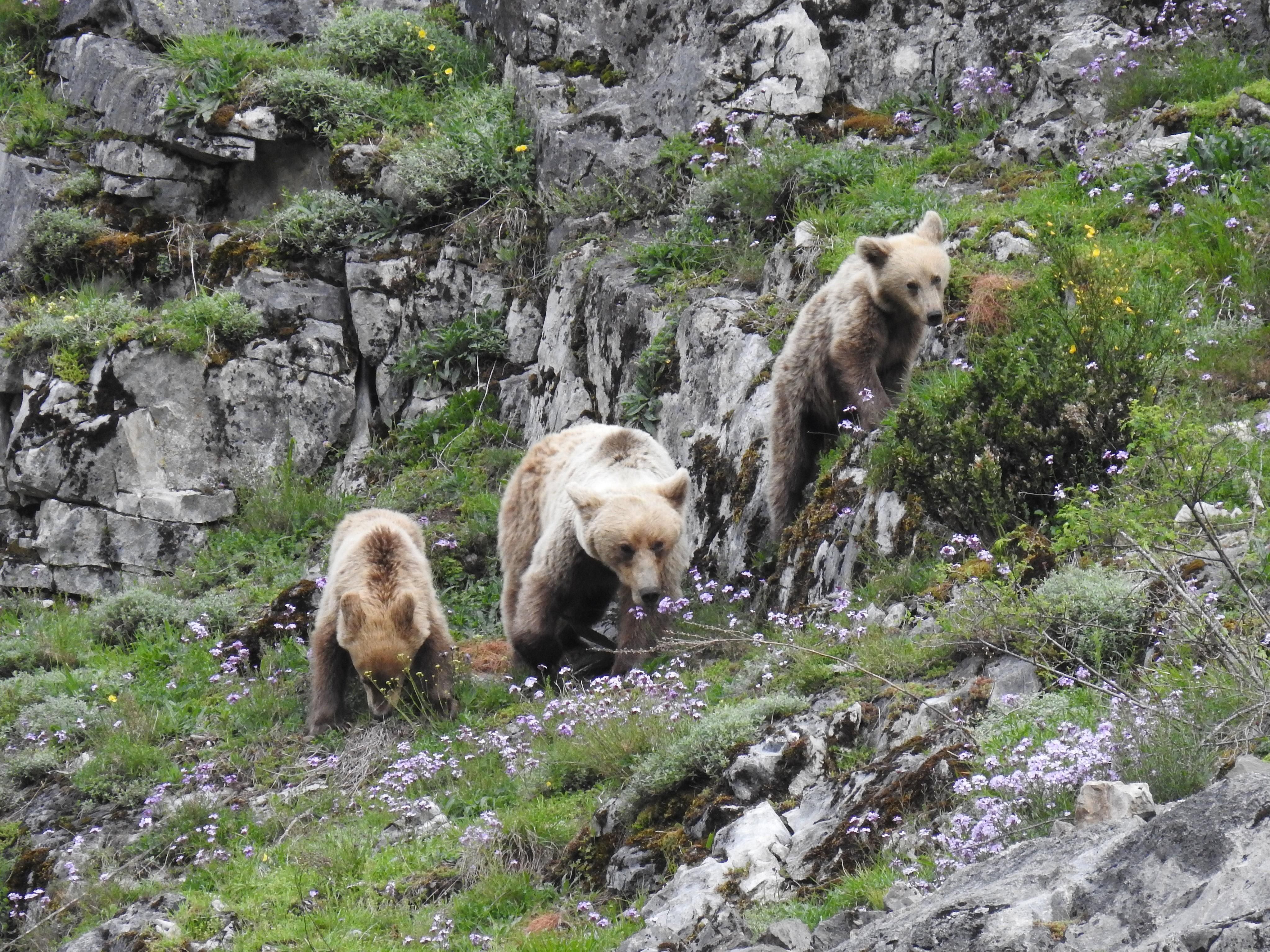 Los ataques de osos en España, hasta el momento, no han causado ninguna víctima mortal.