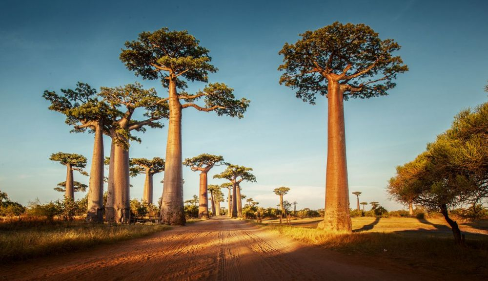 El pájaro elefante vivía en la Isla de Madagascar, frente a la costa oriental de África. El pájaro elefante vivía en la Isla de Madagascar, frente a la costa oriental de África.