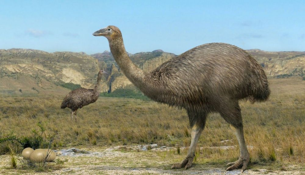 El Aepyornis fue el ave más pesada que jamás haya existido. El Aepyornis fue el ave más pesada que jamás haya existido.