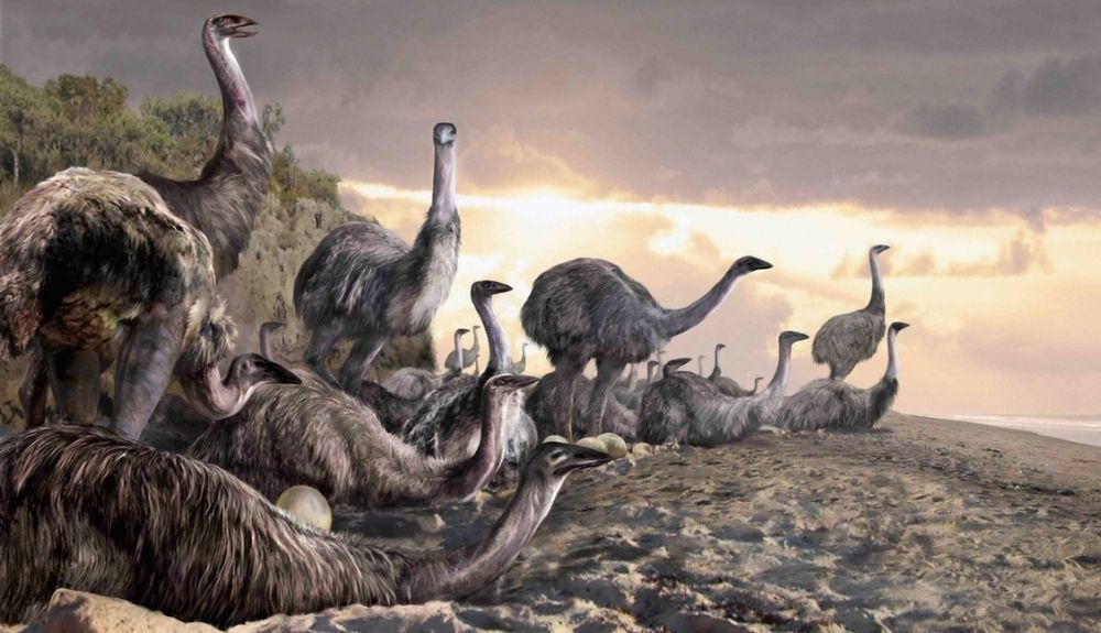 El pájaro elefante medía tres metros de altura y pesaban más de 400 kilogramos.