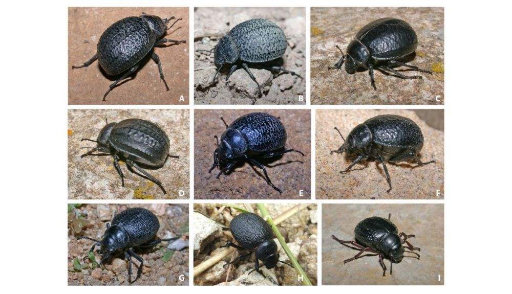 Especies representativas de Pimelia incluidas en este estudio.