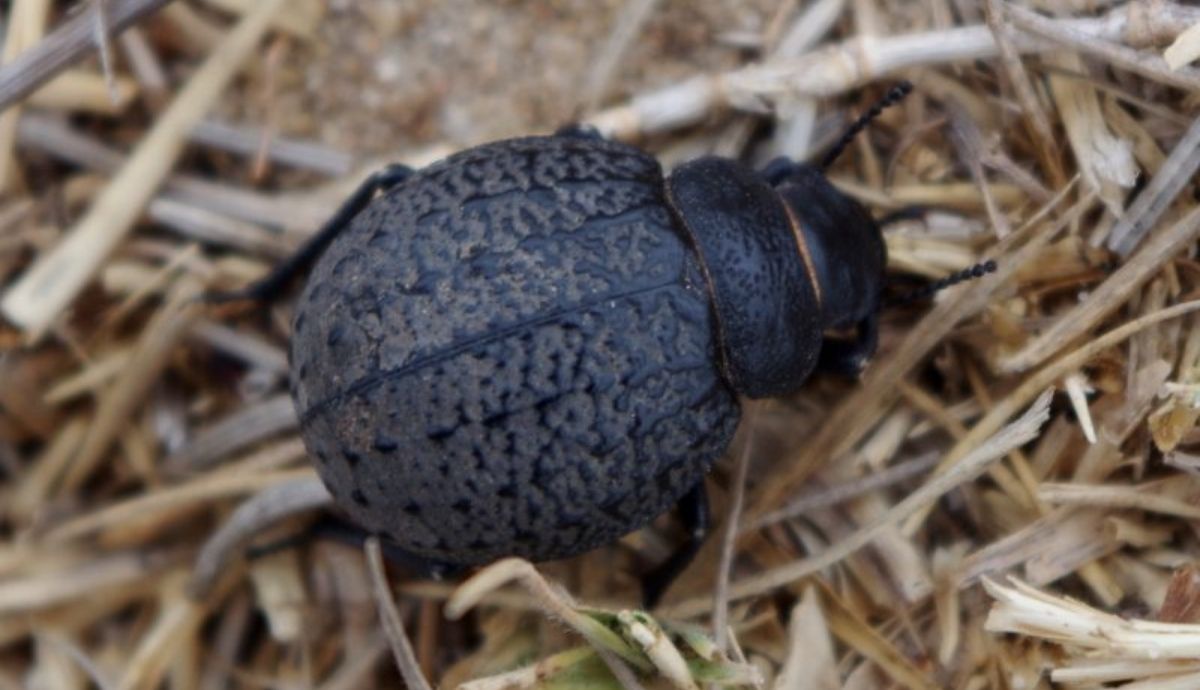Los escarabajos del género Pimelia del estudio sobre el Estrecho de Gibraltar son oscuros, de mediano tamaño y no tienen alas.