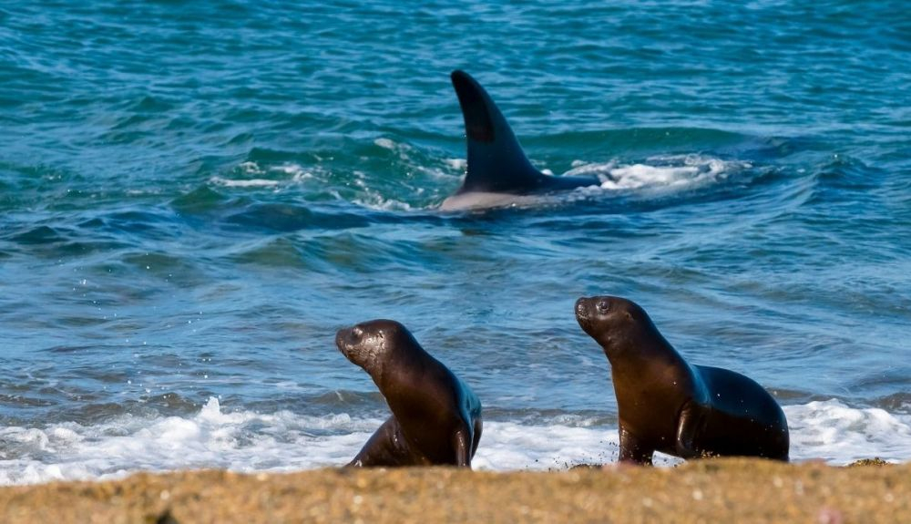 las orcas, a veces, van a la playa para atrapar focas en tierra. las orcas, a veces, van a la playa para atrapar focas en tierra.