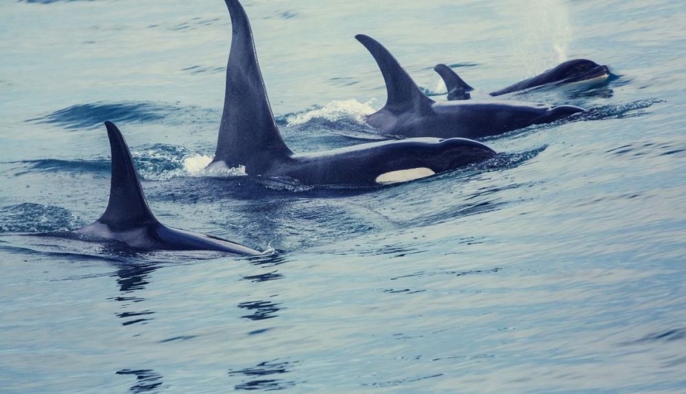 Estos animales son muy sociales, viven en manadas. Estos animales son muy sociales, viven en manadas.