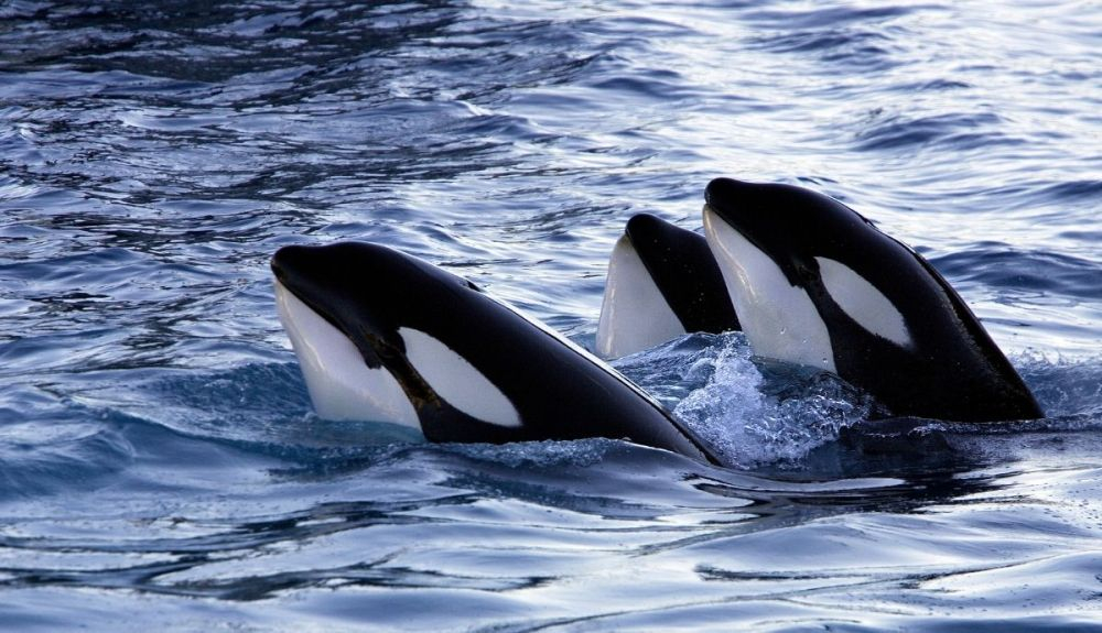 Aunque se considera una sola especie, existen diferencias entre poblaciones de orcas. Aunque se considera una sola especie, existen diferencias entre poblaciones de orcas.