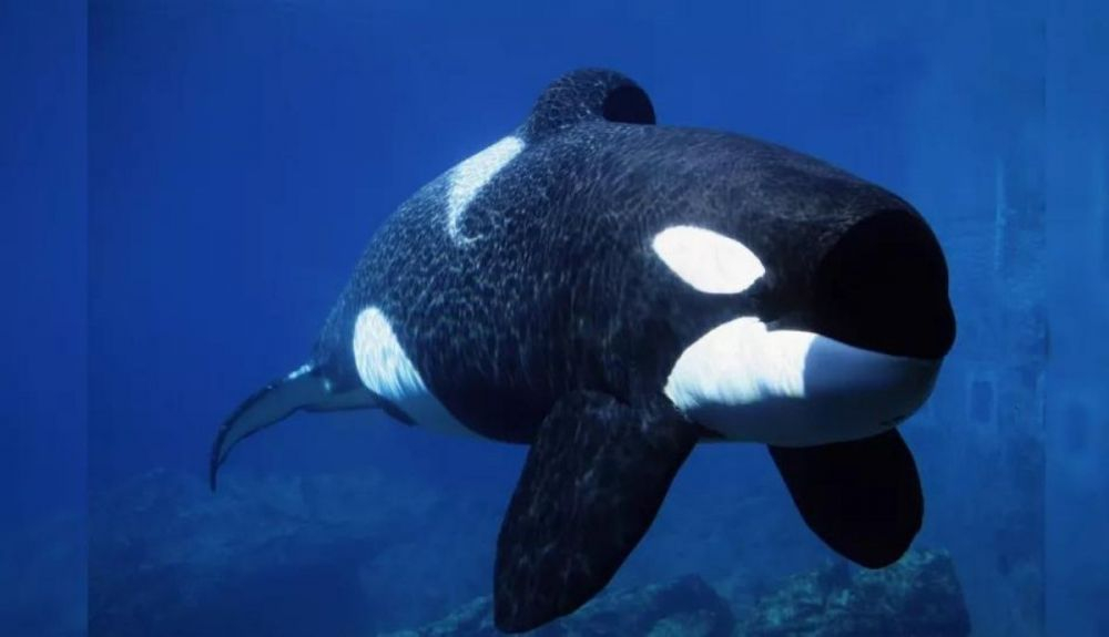Keiko, la famosa orca que interpretó a Wally. Keiko, la famosa orca que interpretó a Wally.
