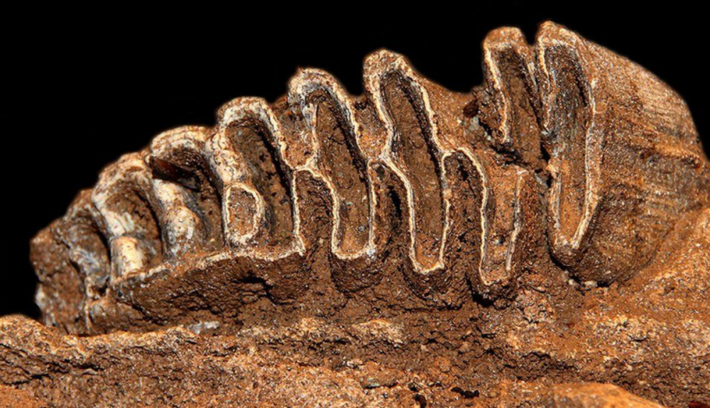 Diente de elefante fosilizado con alrededor de 100.000 años hallado en la cueva de Diente de elefante fosilizado con alrededor de 100.000 años hallado en la cueva de