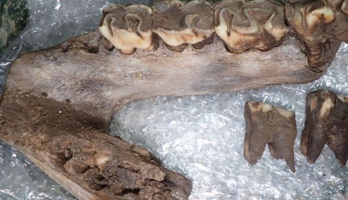 Este mandíbula de rinoceronte es uno de los hallazgos de restos de animales de la Edad de Hielo encontrados en Inglaterra.
