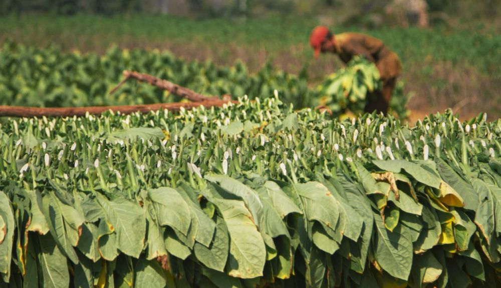 El mayor impacto negativo del cultivo del tabaco recae en los países con menos recursos.