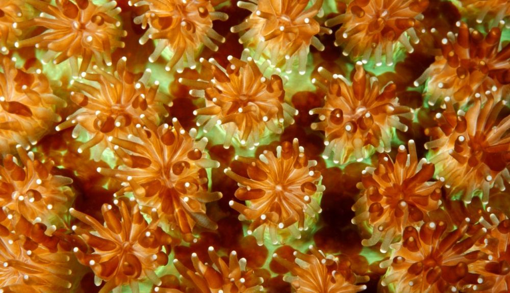 Cada pólipo de coral tiene una boca rodeada de suaves tentáculos. Cada pólipo de coral tiene una boca rodeada de suaves tentáculos.