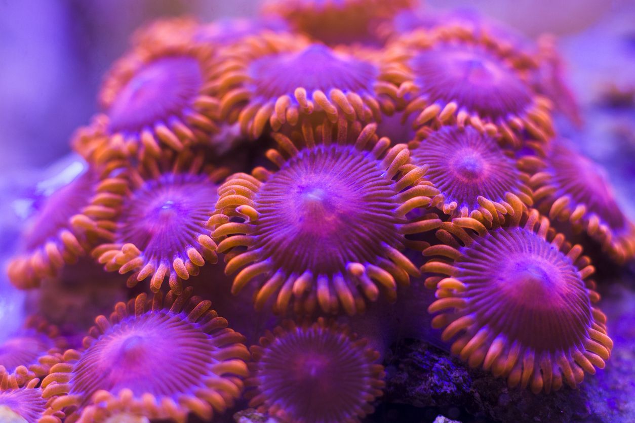Las corrientes conectan cada pólipo de coral como si fuera un solo organismo.