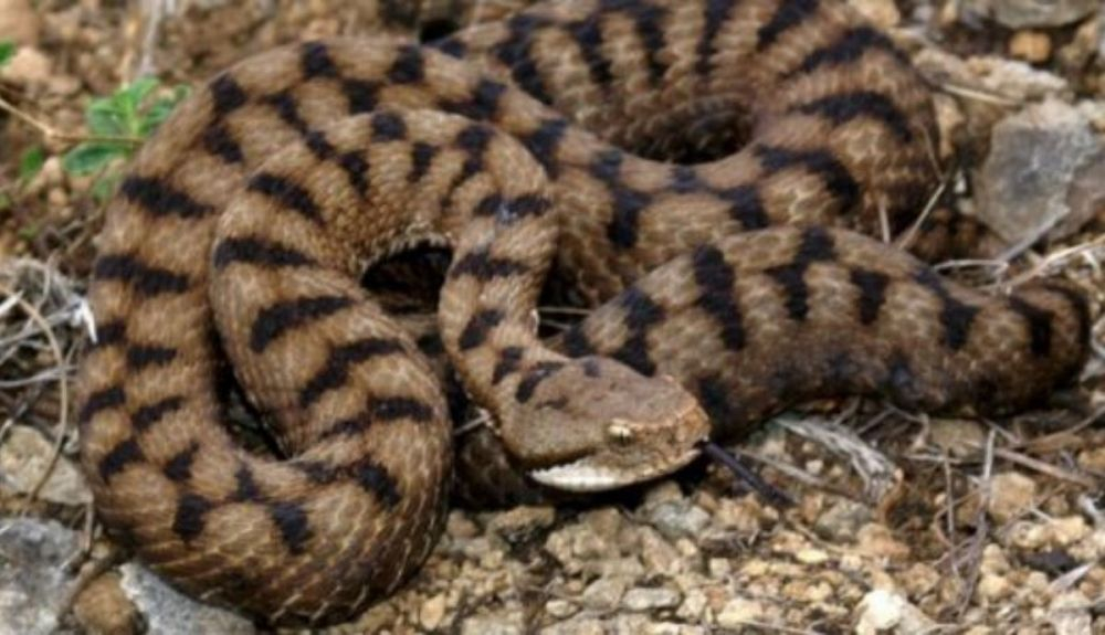La víbora hocicuda se puede encontrar en toda España. La víbora hocicuda se puede encontrar en toda España.