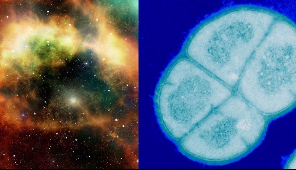 Bacteria Deinococcus radiodurans. Bacteria Deinococcus radiodurans.