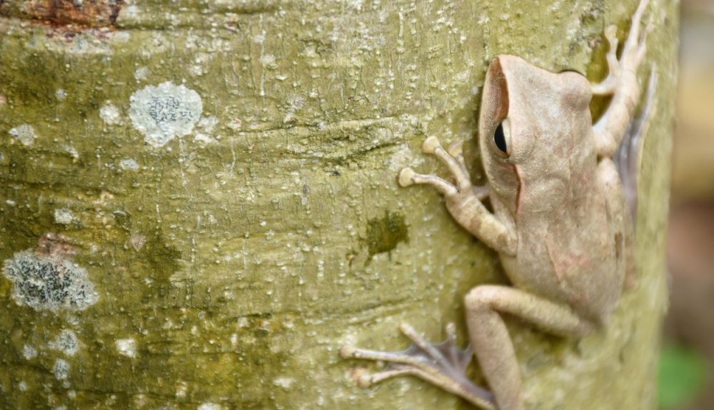 Las ranas y los sapos son una de las familias de los anfibios. Las ranas y los sapos son una de las familias de los anfibios.