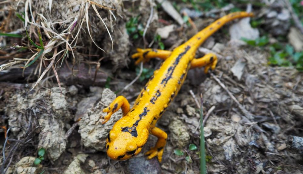 Los anfibios descienden de un valiente pez con aletas lobuladas se aventuró en tierra firme. Los anfibios descienden de un valiente pez con aletas lobuladas se aventuró en tierra firme.