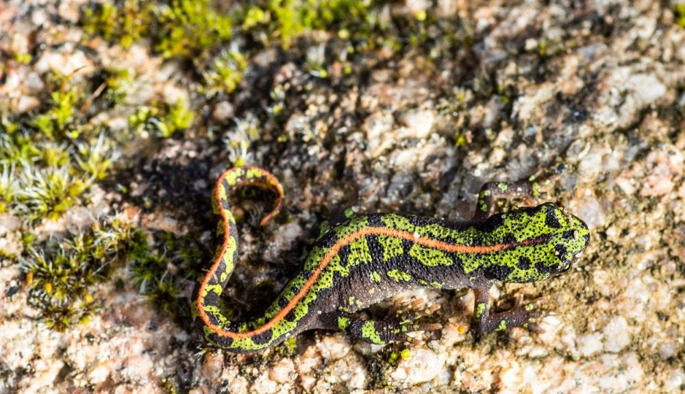 Los anfibios se calientan y se enfrían de acuerdo con la temperatura ambiente del entorno circundante. Los anfibios se calientan y se enfrían de acuerdo con la temperatura ambiente del entorno circundante.