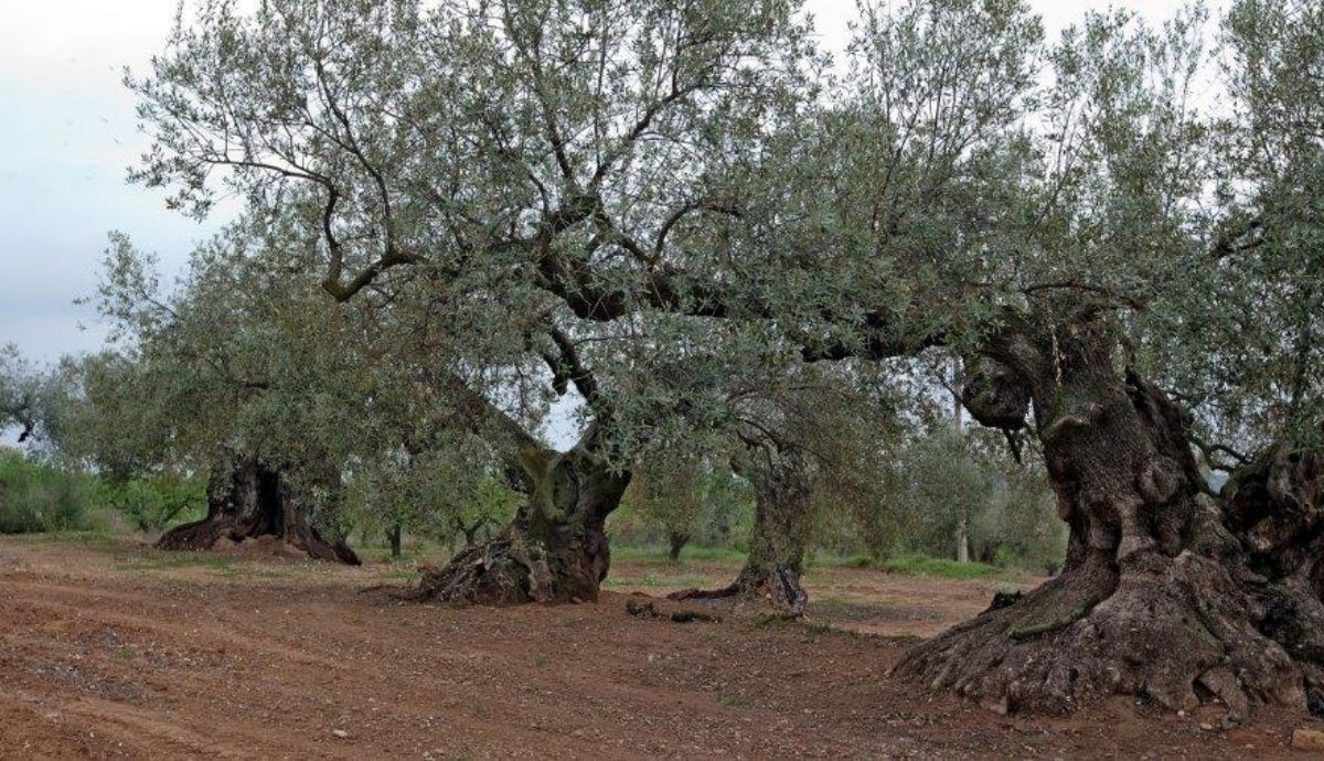 La Taula del Sénia tiene la mayor concentración de olivos milenarios del mundo.