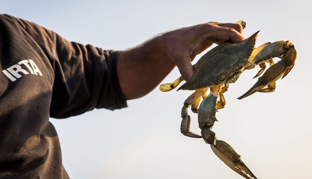 El cangrejo azul ha afectado a la pescar artesanal del Delta del Ebro.