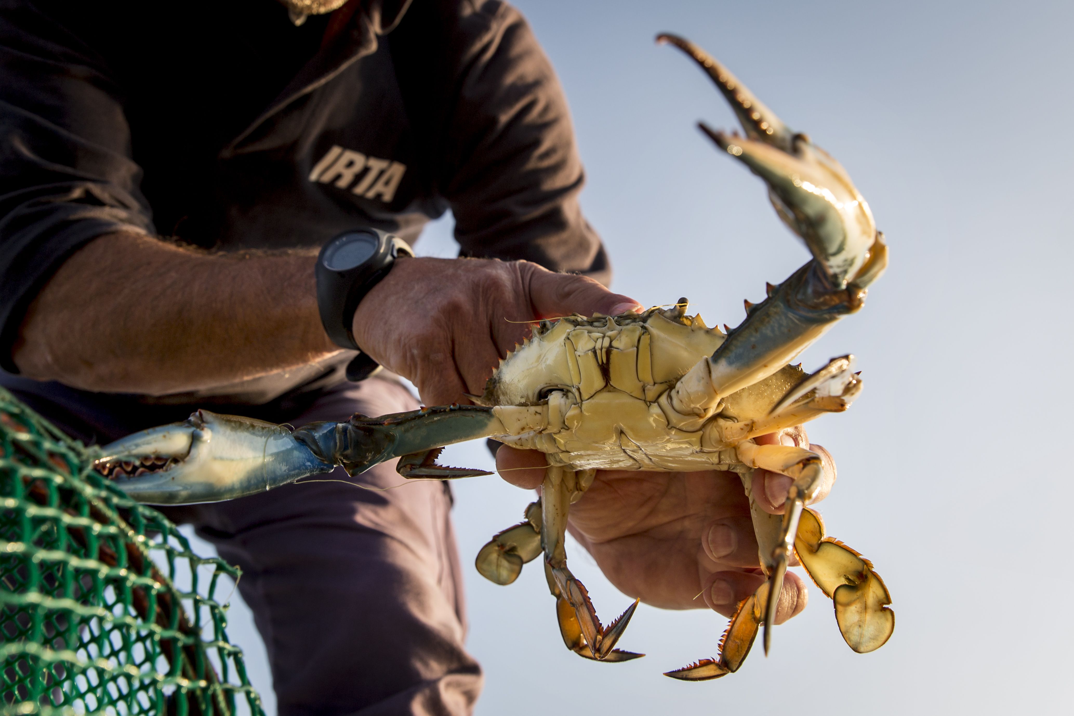 La expansión descontrolada del cangrejo azul pueda alterar los ecosistemas del Delta del Ebro.