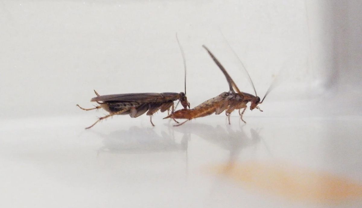 Una cucaracha macho atrae a una hembra con una mezcla de grasa y azúcar extruida de la glándula tergal.
