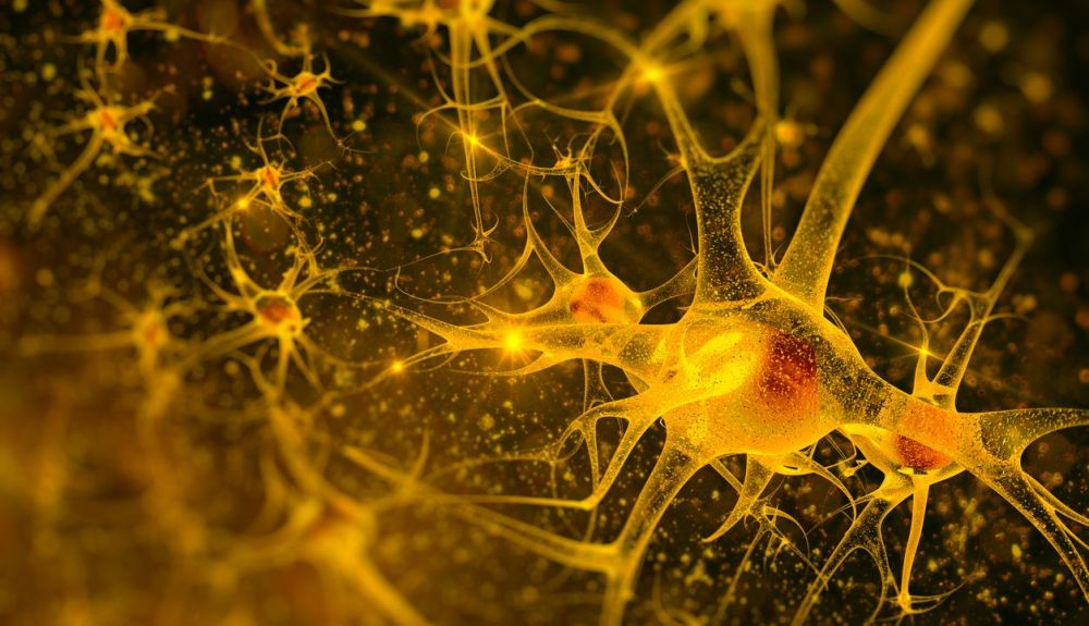 El punto de vista alternativo afirma que la principal preocupación de las redes cerebrales es mantener su dinámica interna y generar patrones sin sentido de actividad neuronal. El punto de vista alternativo afirma que la principal preocupación de las redes cerebrales es mantener su dinámica interna y generar patrones sin sentido de actividad neuronal.