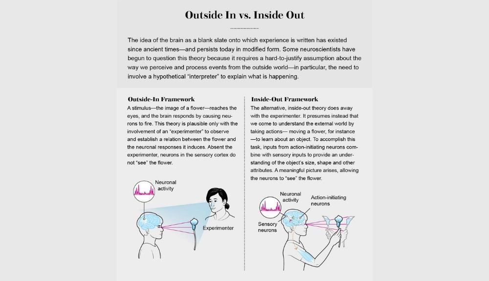 El gráfico explica el marco de afuera hacia adentro, versus de adentro hacia afuera, usando el ejemplo de cómo las neuronas en el cerebro podrían ver una flor. El gráfico explica el marco de afuera hacia adentro, versus de adentro hacia afuera, usando el ejemplo de cómo las neuronas en el cerebro podrían ver una flor.