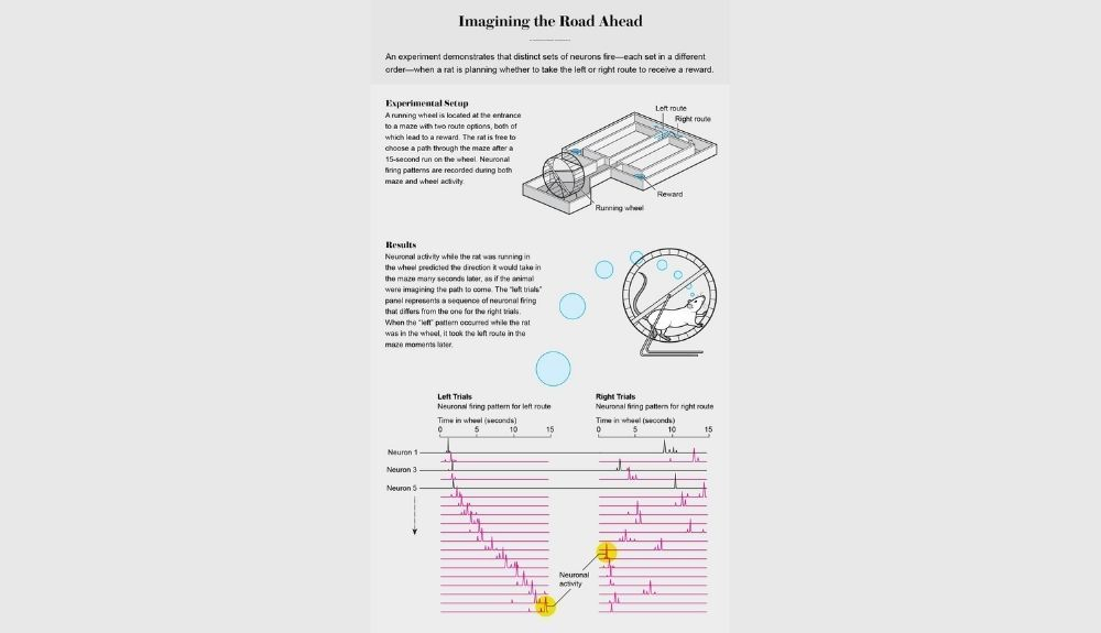 El gráfico muestra un experimento en el que el patrón de disparo neuronal de una rata indica la dirección de su ruta planificada hacia una recompensa. El gráfico muestra un experimento en el que el patrón de disparo neuronal de una rata indica la dirección de su ruta planificada hacia una recompensa.
