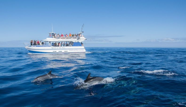 Gran Canaria, un paraíso para el turismo náutico Gran Canaria, un paraíso para el turismo náutico