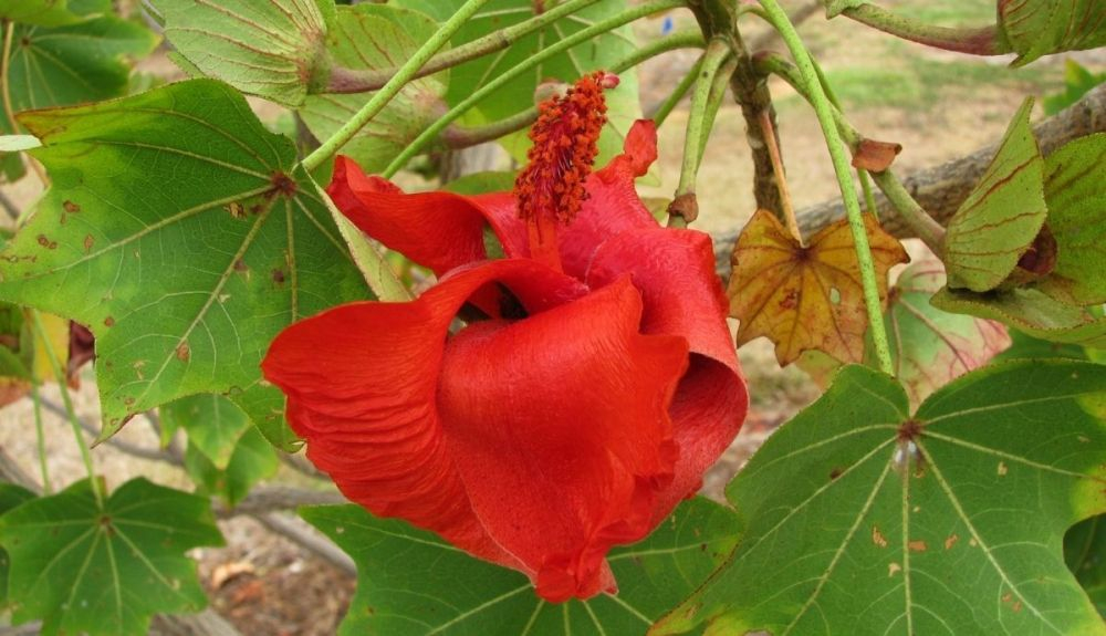 Kokia cookei es una de las flores más raras del mundo.