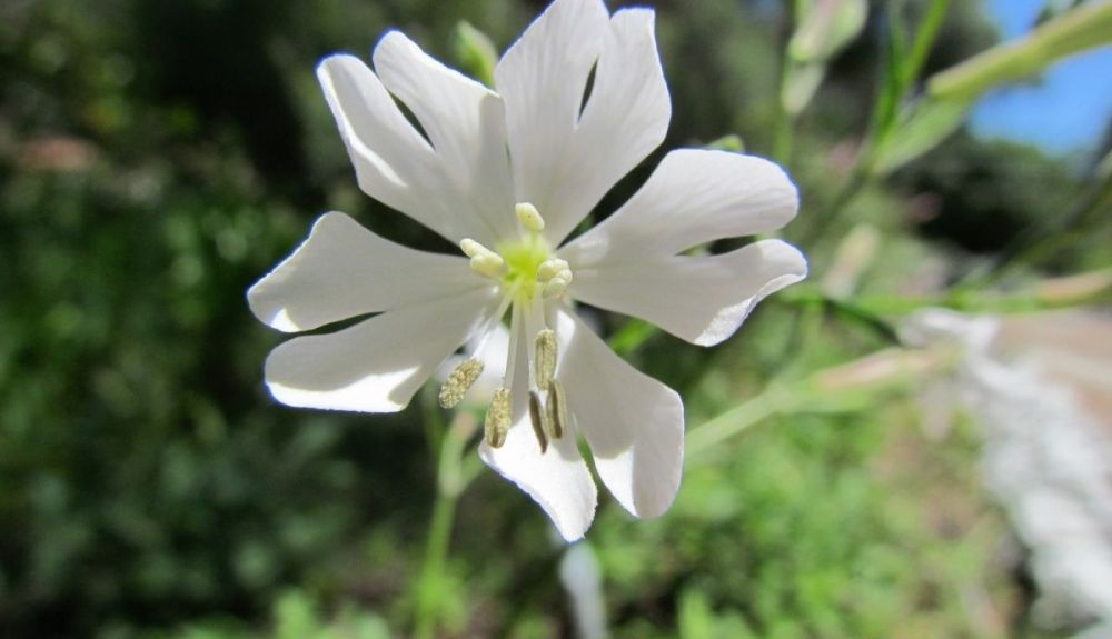 Esta planta puede tener flores de color rosa, blanco o violeta pálido. Esta planta puede tener flores de color rosa, blanco o violeta pálido.