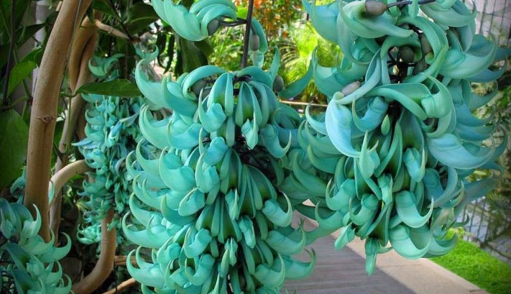 Esta planta tiene flores de color verde azulado. Esta planta tiene flores de color verde azulado.