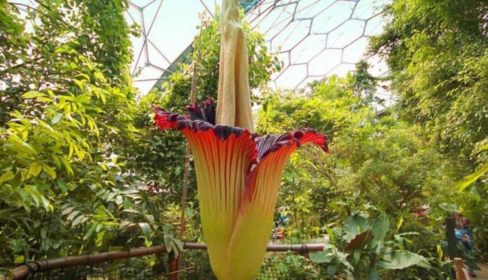 Esta flor rara es nativa de Sumatra. Esta flor rara es nativa de Sumatra.