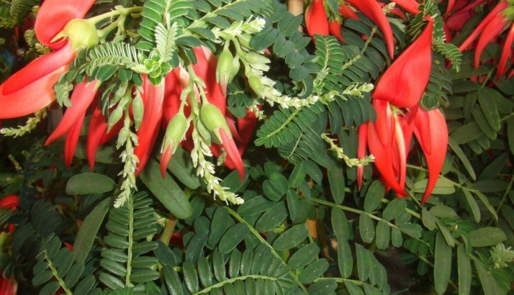 Esta planta está en peligro de extinción. Esta planta está en peligro de extinción.