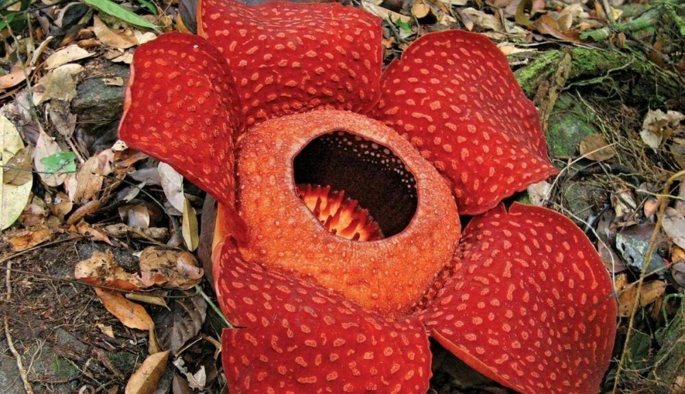 Esta extraña flor también es conocida como flor del cadáver. Esta extraña flor también es conocida como flor del cadáver.